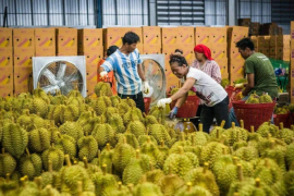 中国市场的强劲需求帮助泰国果农渡过疫情难关