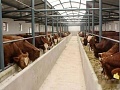 2020年牛肉缺口6万吨，2021牛价还会上涨?