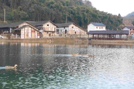 重庆渝北：新型集体经济孕育乡村新产业