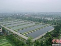 养殖户享受溢价分红 “西湖醋鱼”带动浙江龙游共富
