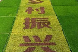 省级乡村振兴局全部挂牌成立
