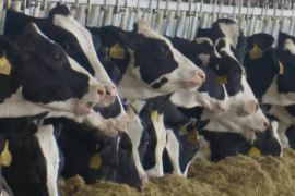 俄农业出口中心：未来几年乳制品对华出口量将出现增长