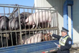 突发！俄罗斯最大肉制品生产商近3万头生猪疑似感染非洲猪瘟，我国召开非洲猪瘟防控会议