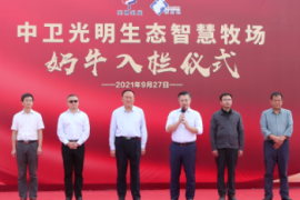 中卫光明生态智慧牧场荷斯坦奶牛入栏仪式成功举行