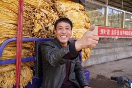 “农三代”的”金叶“致富路