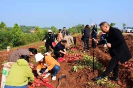 湖北荆门：山地红薯“线上”助农