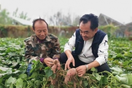 红薯点燃致富梦！