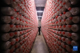 工厂化培育食用菌，助力乡村振兴