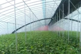 各地多措并举保障冬春蔬菜供应
