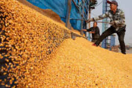我国粮食加工环节的损失每年达150亿斤如何减损？