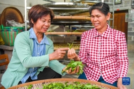 茶农卢花暖：传承手工制茶 带动乡亲致富