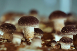 智能化检测真菌毒素